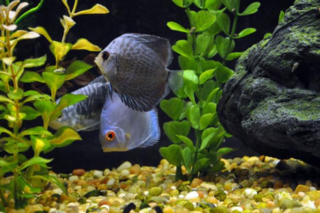 freshwater fish - symphysodon sp. - blue diamond discus stocking in 55 gallons tank - Blue diamond and blue snakeskin discus.