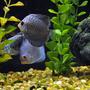 freshwater fish - symphysodon sp. - blue diamond discus stocking in 55 gallons tank - Blue diamond and blue snakeskin discus.