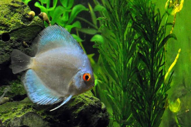 freshwater fish - symphysodon sp. - blue diamond discus stocking in 55 gallons tank - Blue diamond discus.