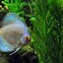 freshwater fish - symphysodon sp. - blue diamond discus stocking in 55 gallons tank - Blue diamond discus.