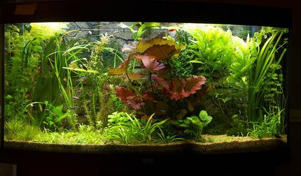 58 gallons planted tank (mostly live plants and fish) - 58hall, CO2