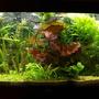 58 gallons planted tank (mostly live plants and fish) - 58hall, CO2