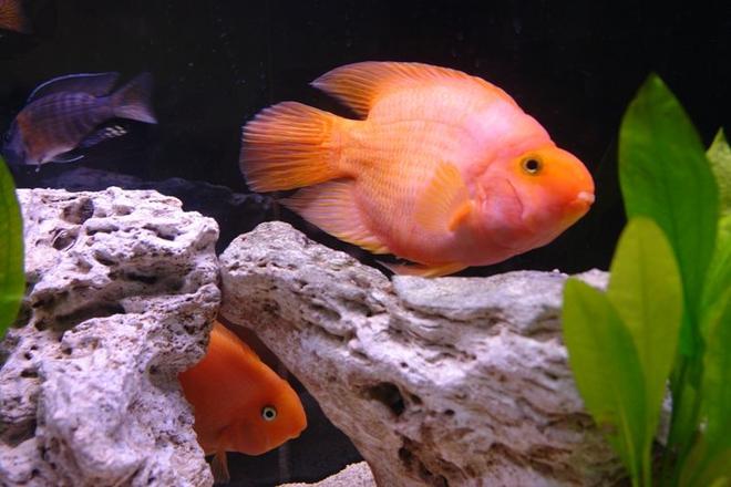 freshwater fish - heros severus x amphilophus citrinellum - blood parrot stocking in 55 gallons tank - Blood Parrots