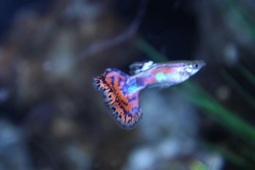 Rated #502: Freshwater Fish - Poecilia Reticulata - Cobra Guppy Stocking In 125 Gallons Tank - guppy