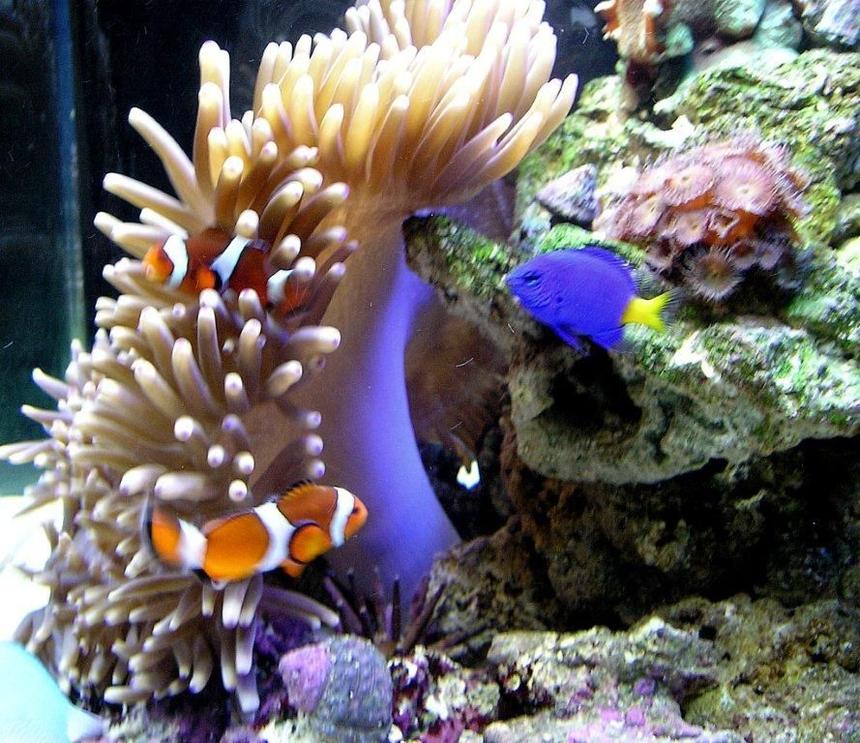 Rated #61: 29 Gallons Reef Tank - September 2010...29g Nano tank.