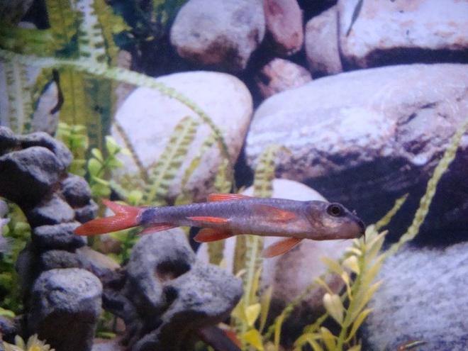freshwater fish - epalzeorhynchos bicolor - redtail shark stocking in 55 gallons tank - Red Tail Shark