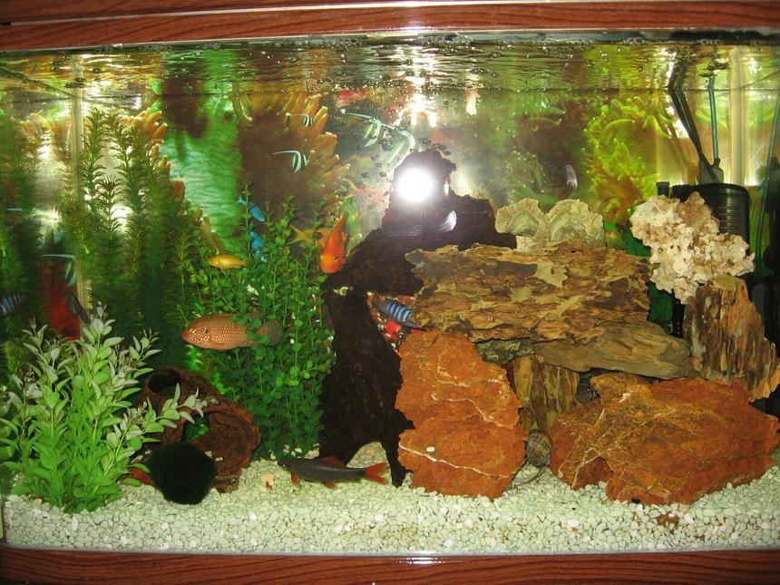 Rated #222: 30 Gallons Freshwater Fish Tank - African + American Ciclids
Parrot Fish
3 plecos
1 blue lobsters
1 red tail shark
