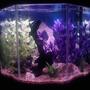 fish tank picture - Our new 44 gallon pentagon. 9/5/10