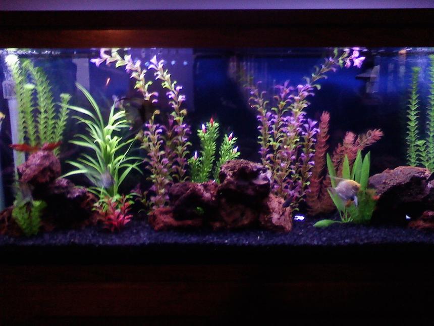 Rated #1519: 14 Gallons Freshwater Fish Tank - Our 55 gallon.