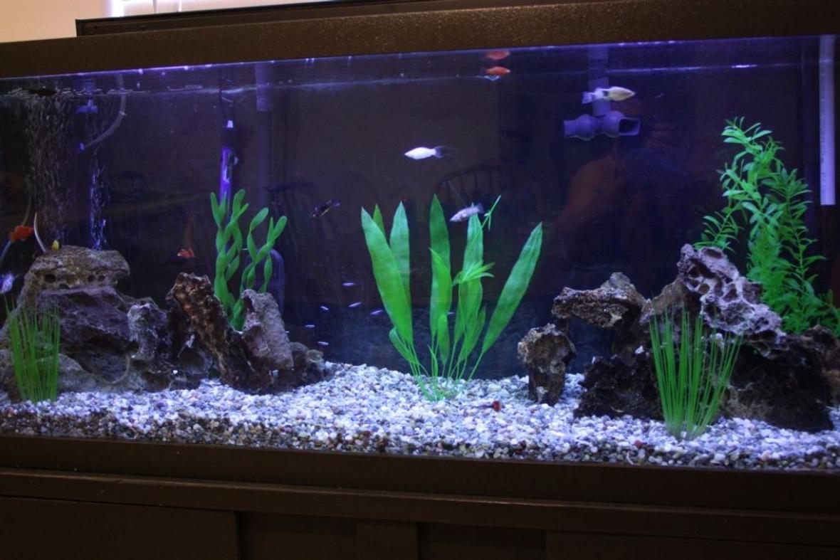 125 gallons freshwater fish tank (mostly fish and non-living decorations) - 125gal fresh tropical community mollies, platies, tetras, guppies fluval fx5, fluval submersible, marineland magnum 350, coralife 50/50