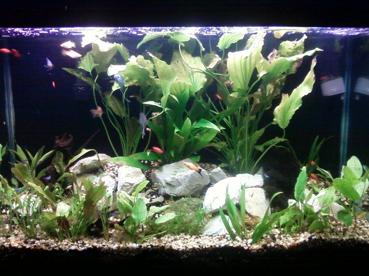110 gallons planted tank (mostly live plants and fish) - planted tank 110g