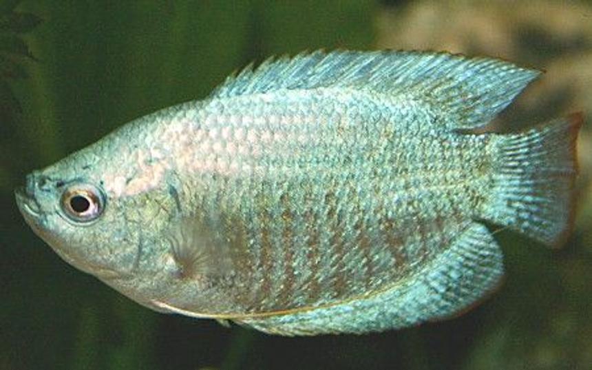 Rated #40: Freshwater Fish - Colisa Lalia - Powder Blue Dwarf Gourami Stocking In 50 Gallons Tank - One of my 2x Gourami