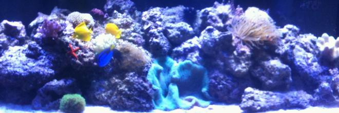 210 gallons reef tank (mostly live coral and fish) - 210 gallon reef tank