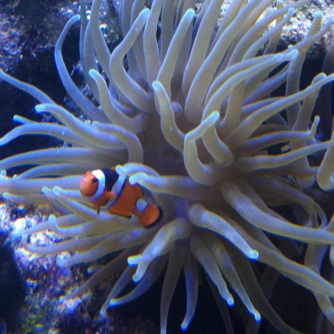 saltwater fish - amphiprion ocellaris - ocellaris clownfish stocking in 210 gallons tank - my little clownfish