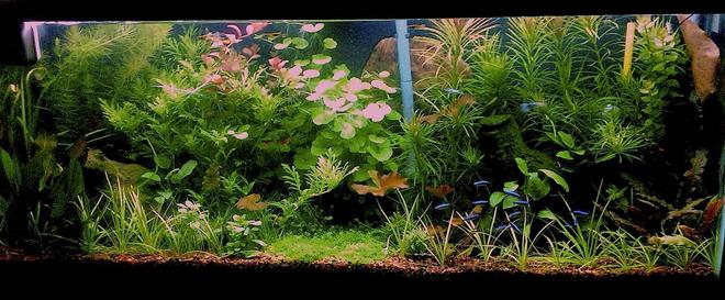 55 gallons planted tank (mostly live plants and fish) - updated pic