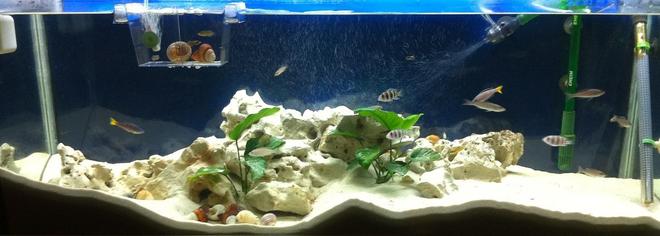 52 gallons freshwater fish tank (mostly fish and non-living decorations) - full tank
