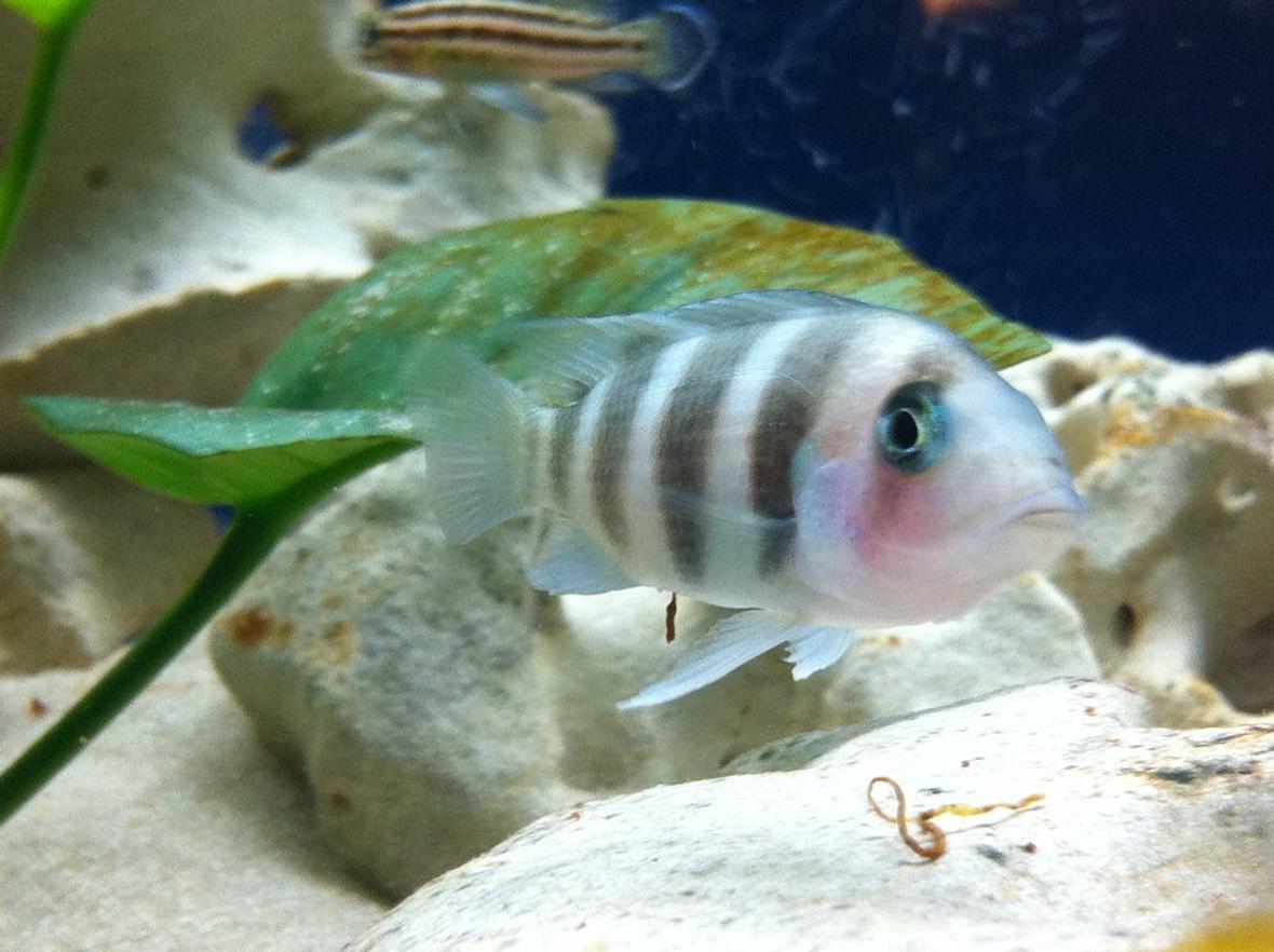 freshwater fish - cyphotilapia frontosa - frontosa cichlid stocking in 52 gallons tank - frontosa