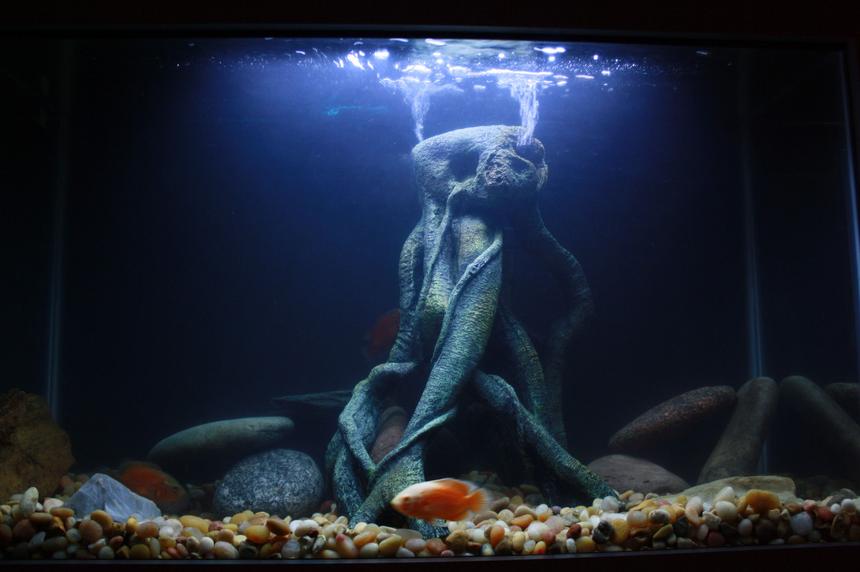 Rated #132: 29 Gallons Freshwater Fish Tank - another shot