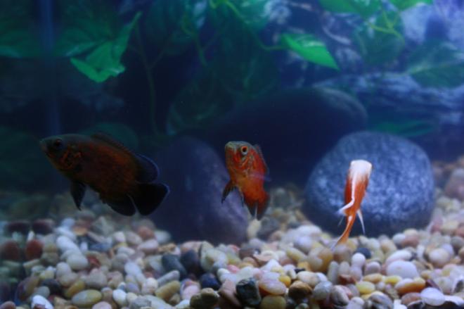 freshwater fish - astronotus ocellatus - red oscar stocking in 29 gallons tank - Opus