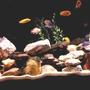 55 gallons freshwater fish tank (mostly fish and non-living decorations) - Current 55 Gallon Mbuna tank as of 14 Sep 2010
