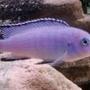 freshwater fish - pseudotropheus socolofi - powder blue cichlid stocking in 55 gallons tank - Pseudotropheus Socolofi