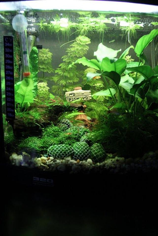 7 gallons planted tank (mostly live plants and fish) - Shrimp Lounge - Red Cherry Shrimp and Guppies