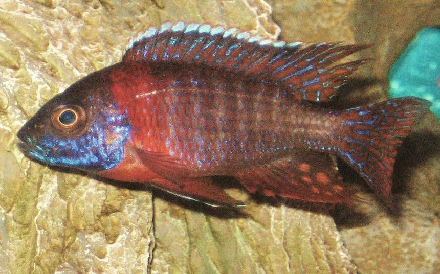 Rated #44: Freshwater Fish - Aulonocara Hansbaenschi - Red Peacock Cichlid Stocking In 45 Gallons Tank - my lovely peacock