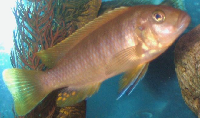 freshwater fish - metriaclima greshakei - ice blue red top zebra stocking in 45 gallons tank - female ice blue zebra