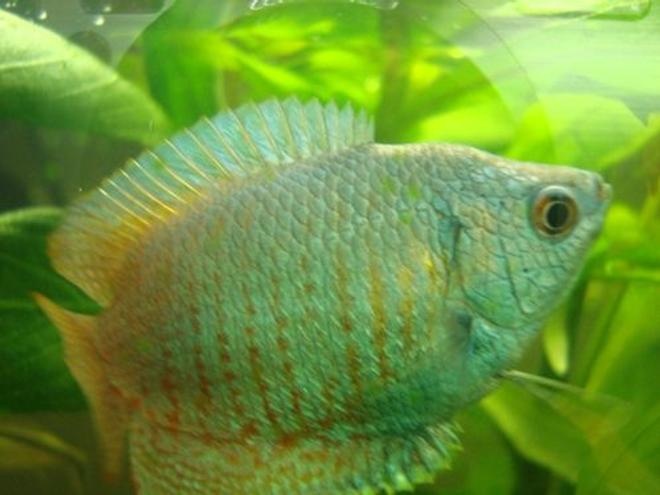 freshwater fish - colisa lalia - neon blue dwarf gourami stocking in 50 gallons tank - Another one of my photo genic Goramis