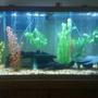 55 gallons freshwater fish tank (mostly fish and non-living decorations) - 90 gallon tank ... 3 payara (vampire fish), 1 silver barracuda, 1 bristlenose pleco, 2 aquaclear 500's, 2 heaters, 1 uv sterilizer