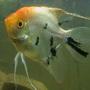 freshwater fish - pterophyllum sp. - koi angel stocking in 10 gallons tank - franky my koi angel fish