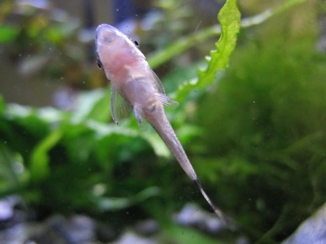 freshwater fish - otocinclus sp. - otocinclus catfish stocking in 16 gallons tank - Otocinclus