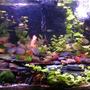 150 gallons planted tank (mostly live plants and fish) - A new picture from 9-16-2010. Click for a clearer image for some reason the thumbnail is super blurry...