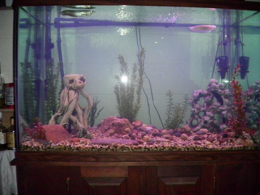 Rated #351: 180 Gallons Freshwater Fish Tank - 180 gal

2 silver arowana
1 african knife
1 fire eel
2 bichors
1 pleco