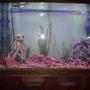 180 gallons freshwater fish tank (mostly fish and non-living decorations) - 180 gal 2 silver arowana 1 african knife 1 fire eel 2 bichors 1 pleco