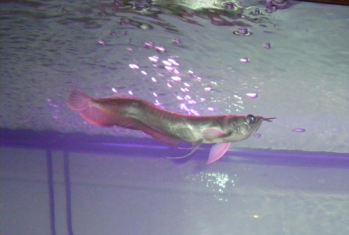 freshwater fish - osteoglossum bicirrhosum - silver arowana stocking in 180 gallons tank - silver arowana youngsters yet.. 8-9"