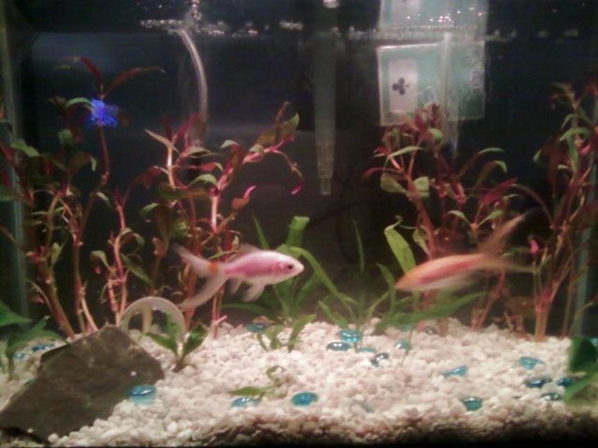 Rated #210: 10 Gallons Planted Tank - all that and a deck of cards