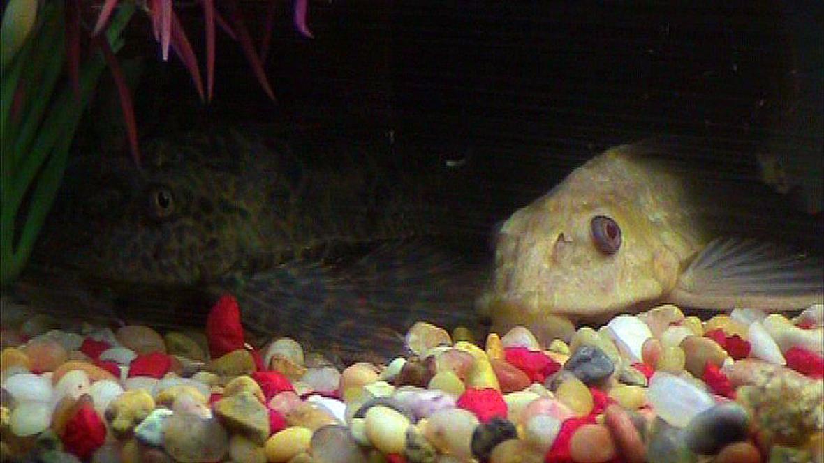 freshwater fish - glyptoperichthys scrophus - chocolate pleco stocking in 20 gallons tank - High-Finned Spotted Pleco and Chocolate Albino Pleco...they're buddies. =)