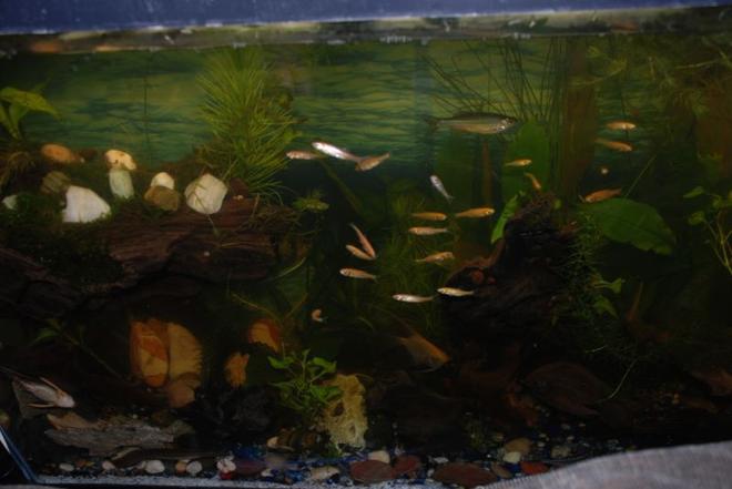 37 gallons planted tank (mostly live plants and fish) - 37 gallon tank
Wow - I got such low ratings on my last picture. At least it was in focus. If you're going to give me a low rating, at least leave a comment with some constructive criticism. This is the new pic with all my new plants.