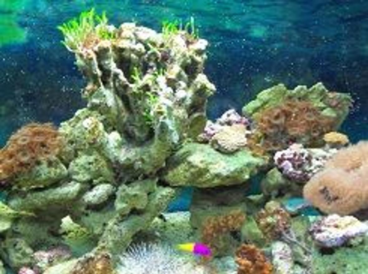 65 gallons reef tank (mostly live coral and fish) - 65 galllon fish/reef tank