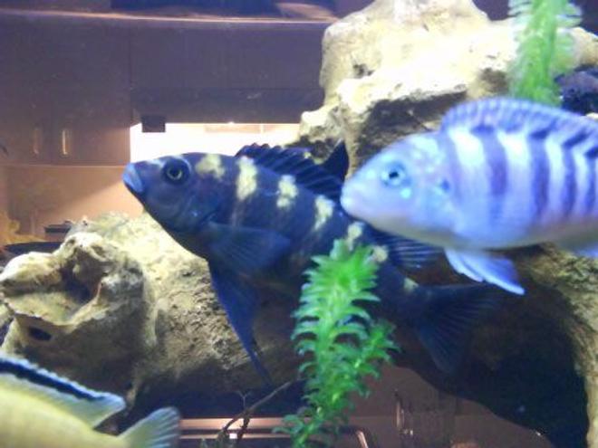 freshwater fish - metriaclima lombardoi - kenyi cichlid stocking in 47 gallons tank - Cichlids