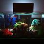 6 gallons freshwater fish tank (mostly fish and non-living decorations) - Fluval Edge w/LED Multicolor Mod