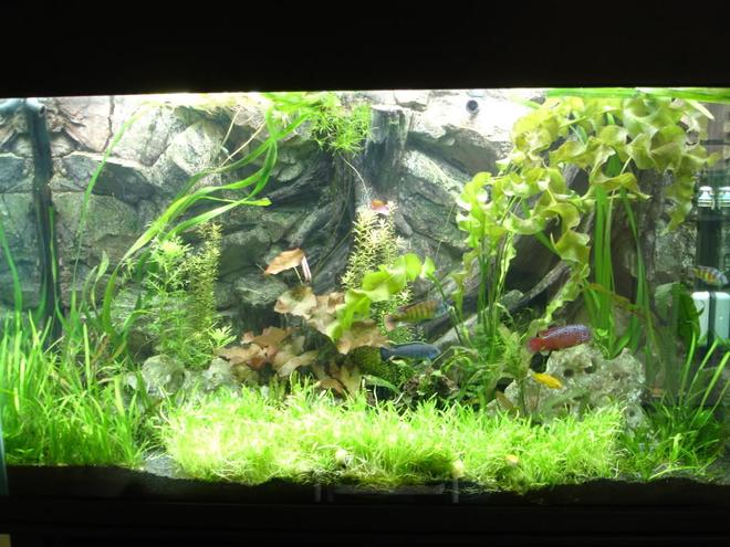 105 gallons planted tank (mostly live plants and fish) - My planted African cichlid tank