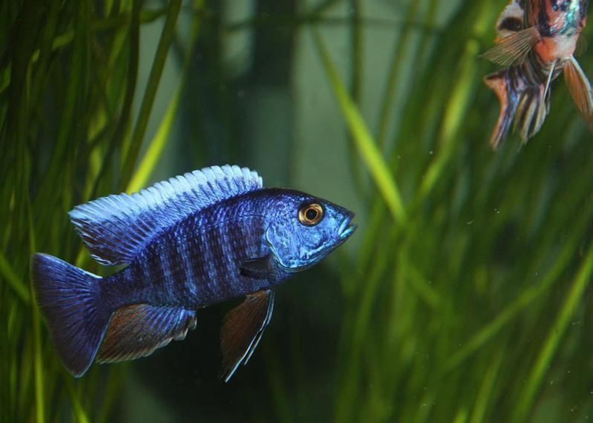 freshwater fish - aulonocara hansbaenschi - red peacock cichlid stocking in 67 gallons tank - A Blue Peacock that I own