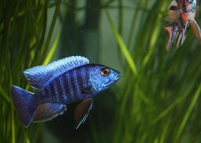 freshwater fish - aulonocara hansbaenschi - red peacock cichlid stocking in 67 gallons tank - A Blue Peacock that I own