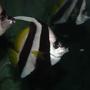 saltwater fish - heniochus acuminatus - longfin bannerfish stocking in 67 gallons tank - Photo of a Banner fish from the Sydney Aquarium