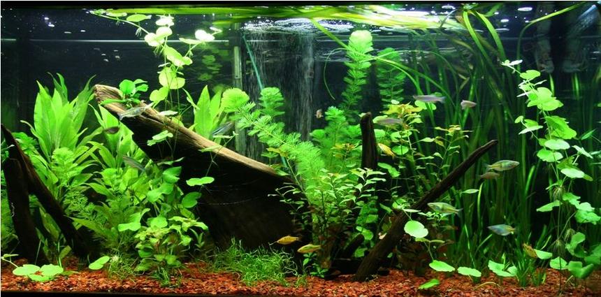 Rated #25: 95 Gallons Planted Tank - 1 month old Asian/rainbow fish tank. Plants are growing nicely