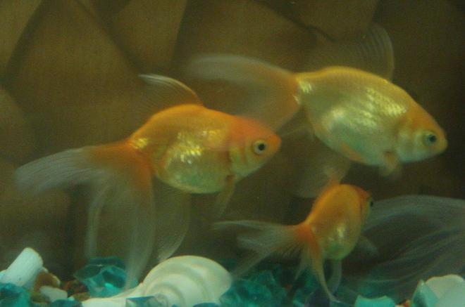 freshwater fish - carassius auratus - oranda goldfish stocking in 18 gallons tank - The younger members of the family....