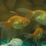 freshwater fish - carassius auratus - oranda goldfish stocking in 18 gallons tank - The younger members of the family....