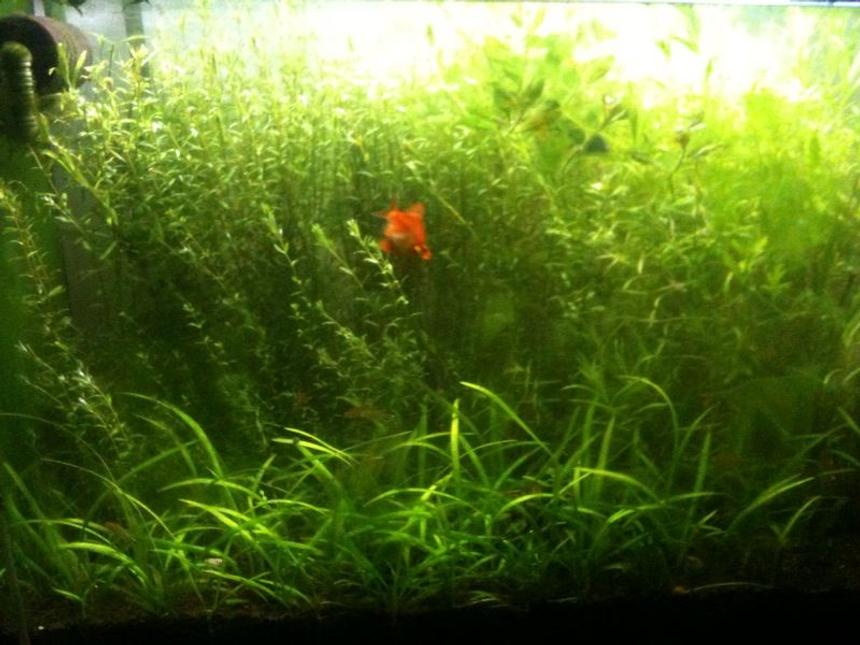 Rated #150: 66 Gallons Planted Tank - 300 liter planted